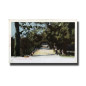 Malta Postcard Vincenzo Galea St Antonio Gardens Used With Stamp Undivided Back