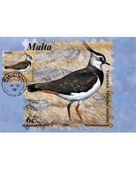 Birds Of Malta